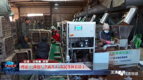 雞冠菌包廠全面開工，網(wǎng)絡(luò)工程賦能，農(nóng)民冬閑有活干
